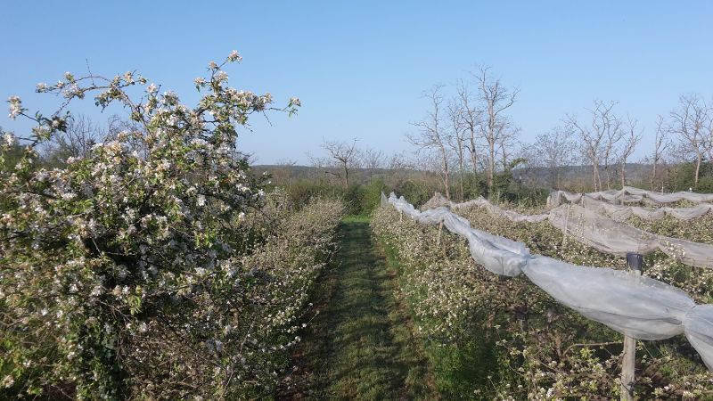 Fichier:Verger Vernou 2.jpg