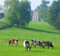 Normandes pâturant lycée agricole de merval