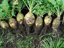 Image rutabaga.jpg