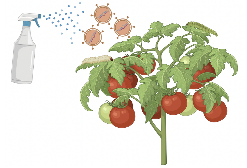 Fichier:Pulvérisation bioinsecticide ARN.png