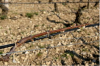 Cables chauffants vigne .png