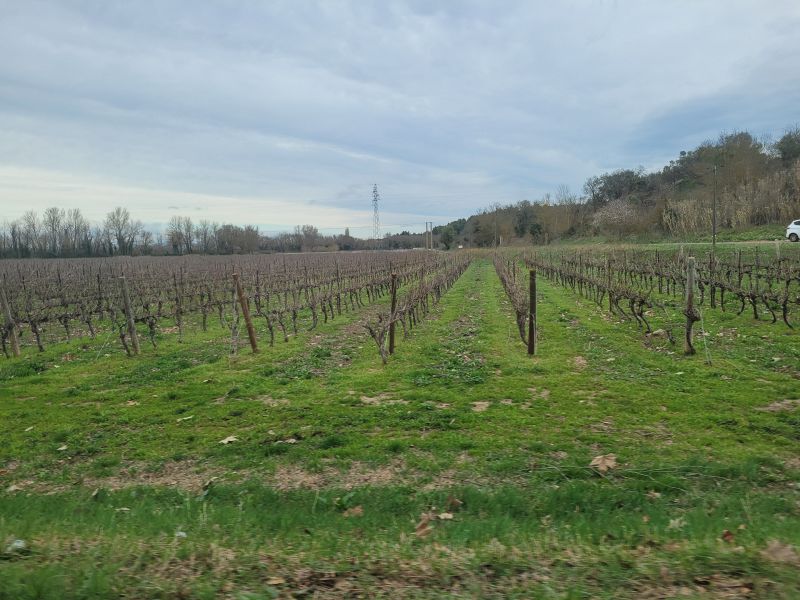 Fichier:Muret Vigne.jpg