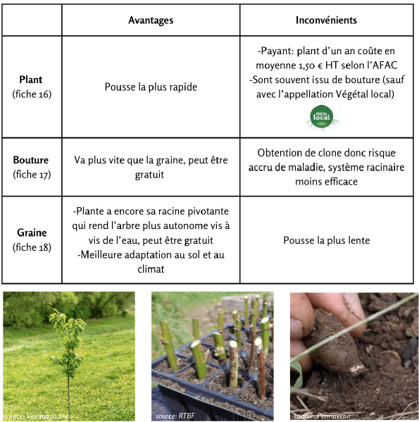 Fichier:Plants MSV.png