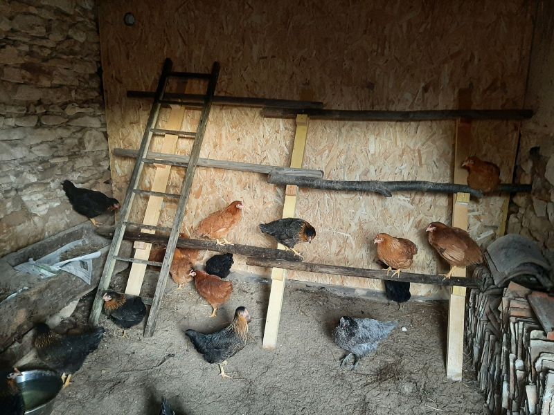 Fichier:Poules intérieur.jpg