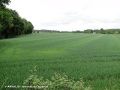 Bandes vert pâle liées à un épandage irrégulier.