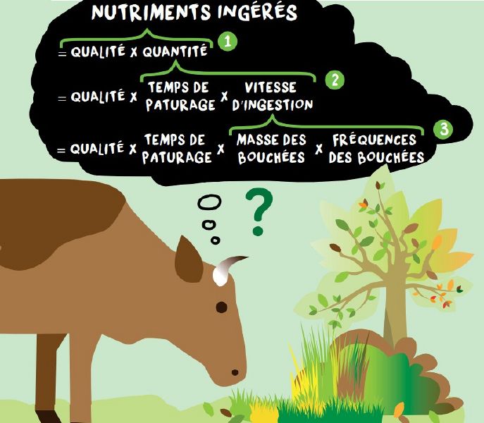 Fichier:Paturajuste ingestion nutriments ingeres.jpg