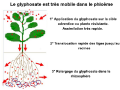 Relargage du glyphosate