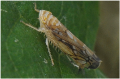 Cicadelle adult