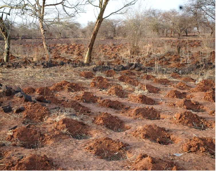 Fichier:Zai Illustration.png