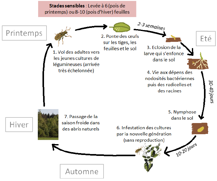 Sitone du pois-inline-0.png