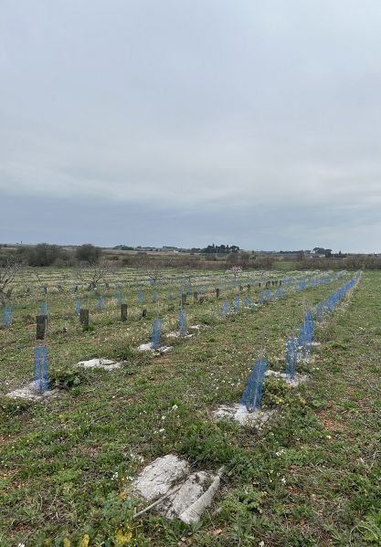 Fichier:Levret Vigne.jpg