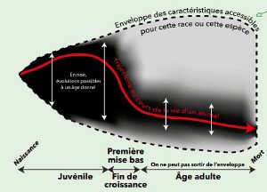 Paturajuste potentiel genetique.jpg