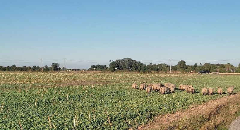 Fichier:Samuel Foubert BrebisRepousseColza.jpg