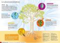 La-phytoremediation-des-sols-pollues-par-les-plantes