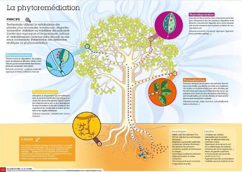 La-phytoremediation-des-sols-pollues-par-les-plantes.jpg