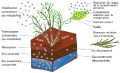 Phytovolatilisation