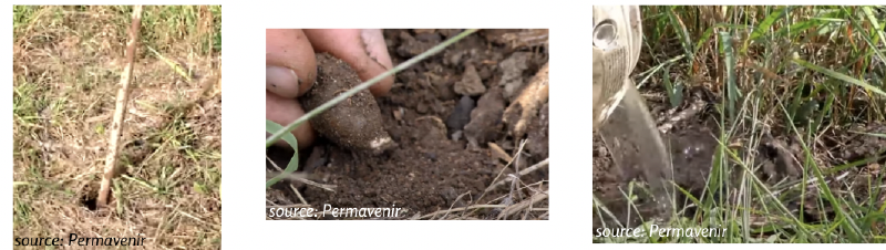 Fichier:Graines MSV.png