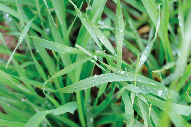 Fichier:Water-smart-farming-manual-grdc-20260217.pdf 8.png
